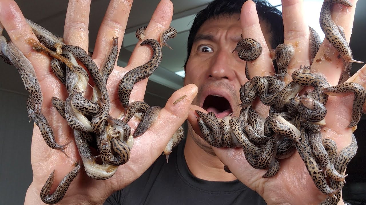 대발생한 민달팽이, 전부 잡아 먹어봤습니다 (※느끼함 주의)