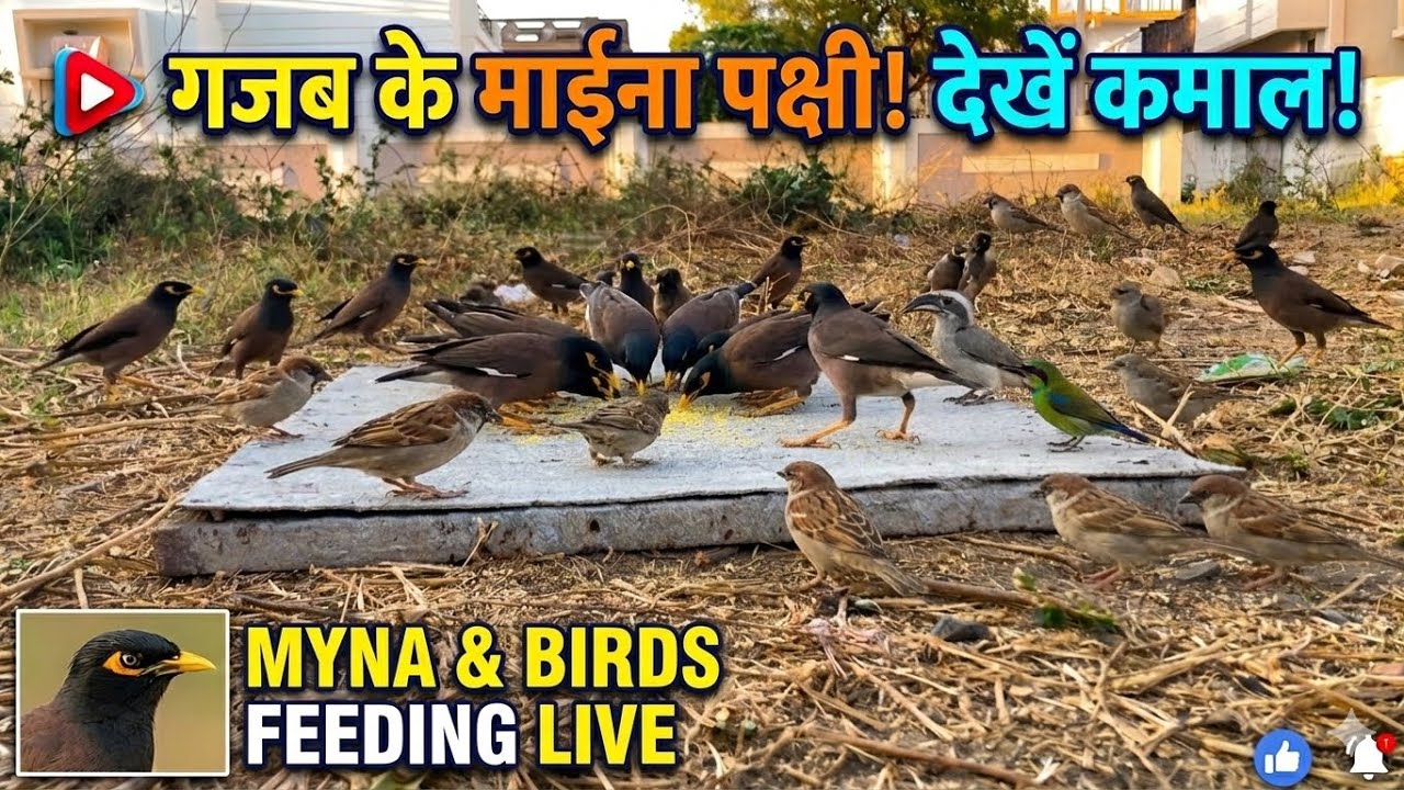 गजब के मायना पक्षी! देखें कमाल | Birds are eating grain | ek Kadam punya ki ore