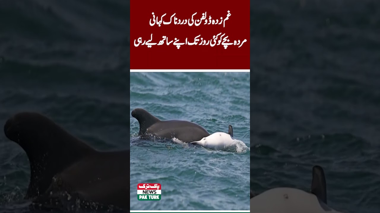 Grieving Dolphin Carries Her Dead Calf for Days | Pak Turk News