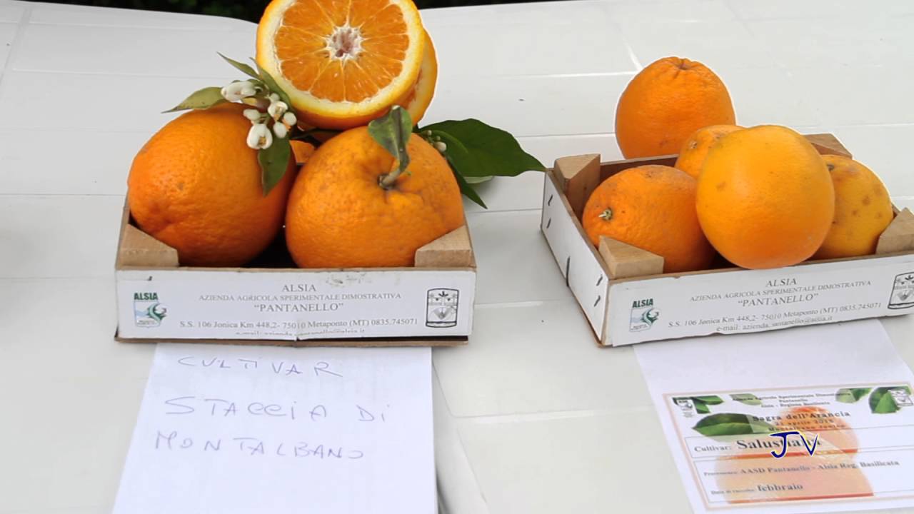 Sagra dell'Arancia Montalbano Jonico JV