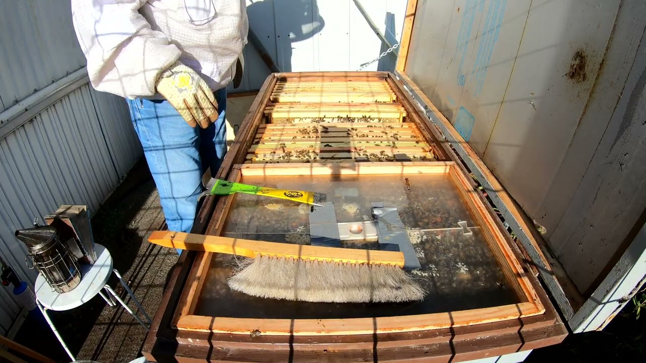 Honey Only Inspection 8-13-25 #96