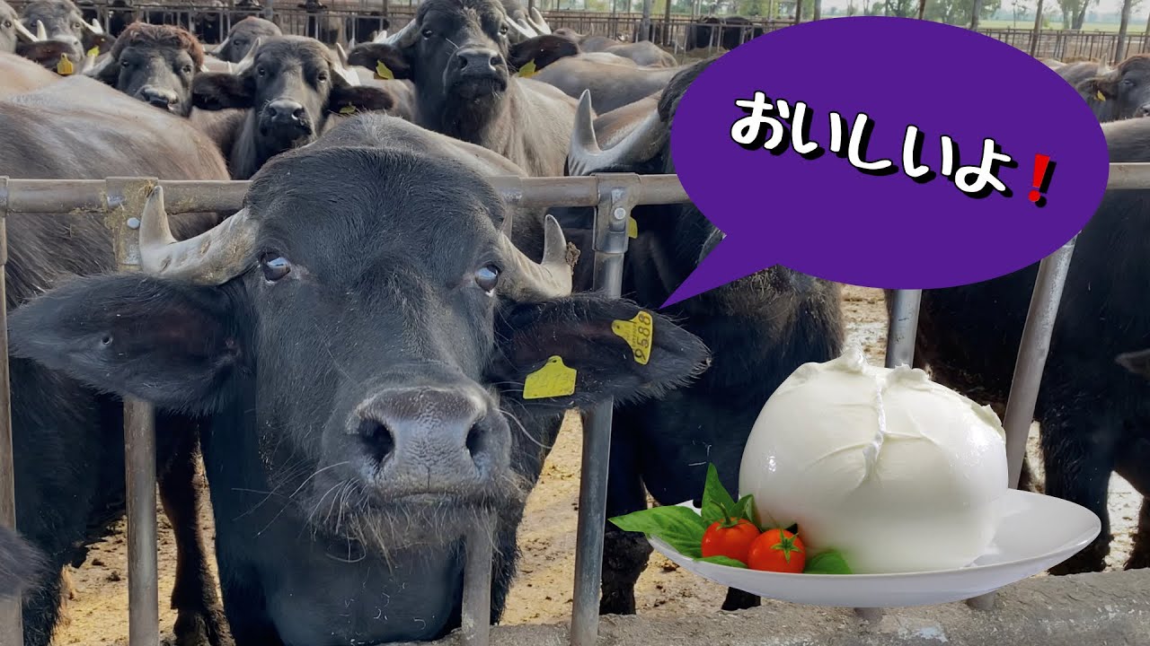 【カゼルタ⑤】水牛モッツァレッラチーズの全て 🐃   Torre Lupara