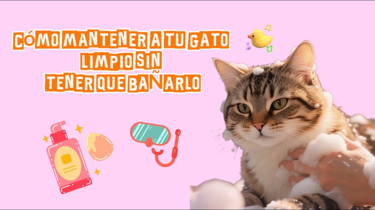 Cómo mantener a TU GATO LIMPIO SIN TENER QUE BAÑARLO.