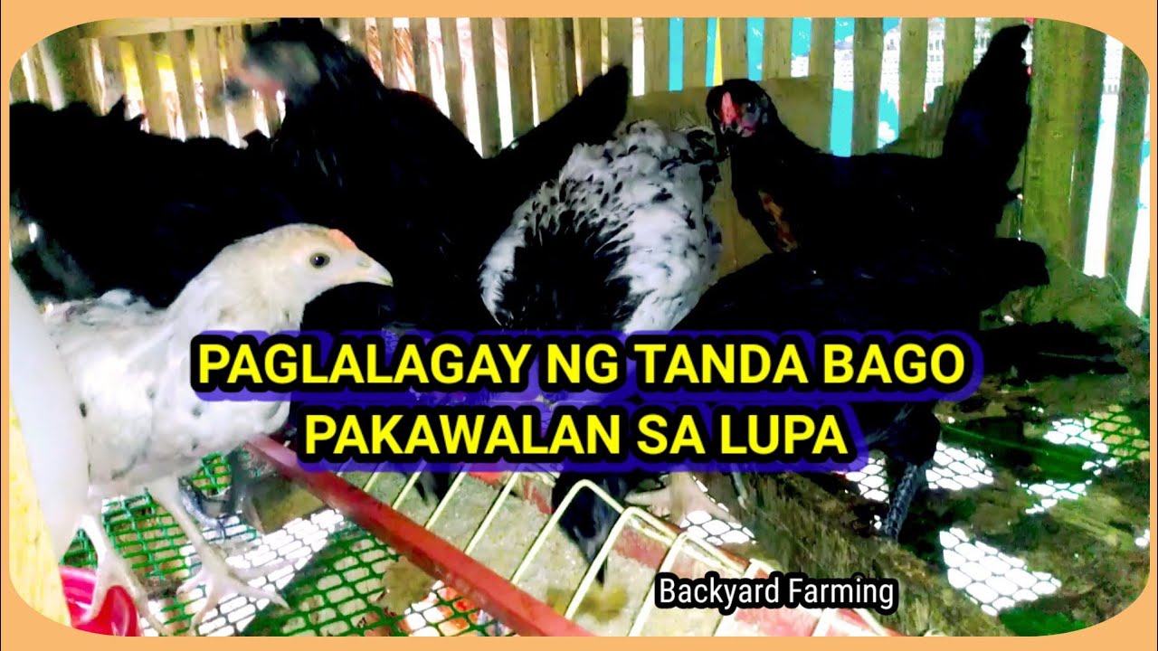 LAGYAN NG MARKA ANG ATING ALAGA PARA MADALING MATANDAAN