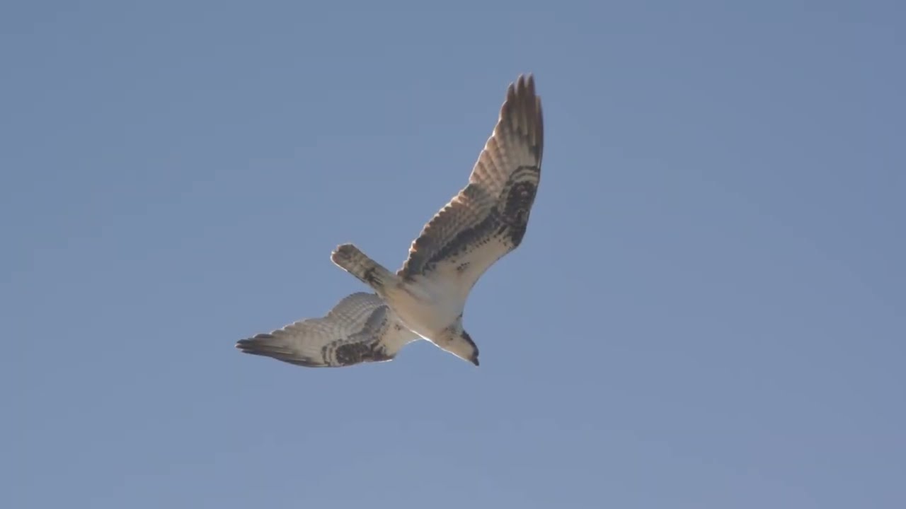 The Ospreys of Puerto Penasco