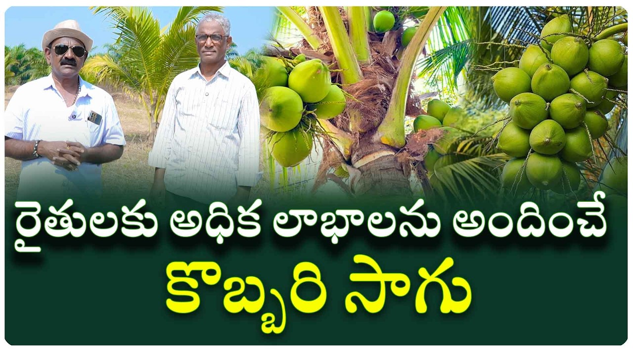 ఆరోగ్య పరంగానే కాకుండా రైతులకు అధిక లాభాల కొబ్బరి గురించి ..అట్లాగే కొబ్బరి యాజమాన్య పద్ధతులు..