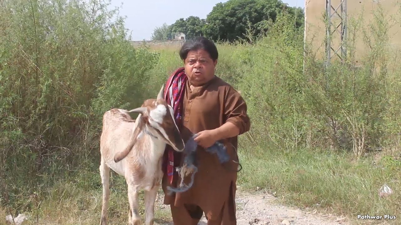 Pothwari Drama /Changar Khana (چنگڑ خانہ )Dada Shero Full Funny New Drama 2025