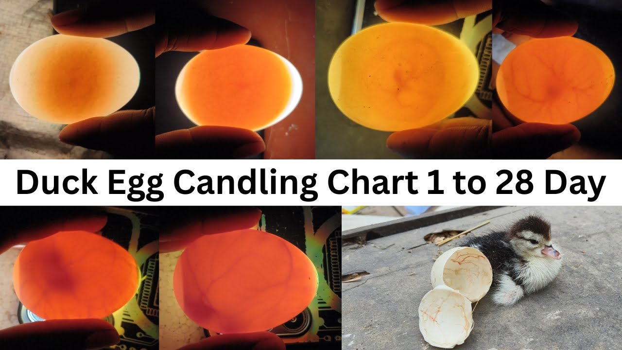 Duck Egg Candling CHART Secrets Revealed Day1 to28 - egg Candling mobile Light