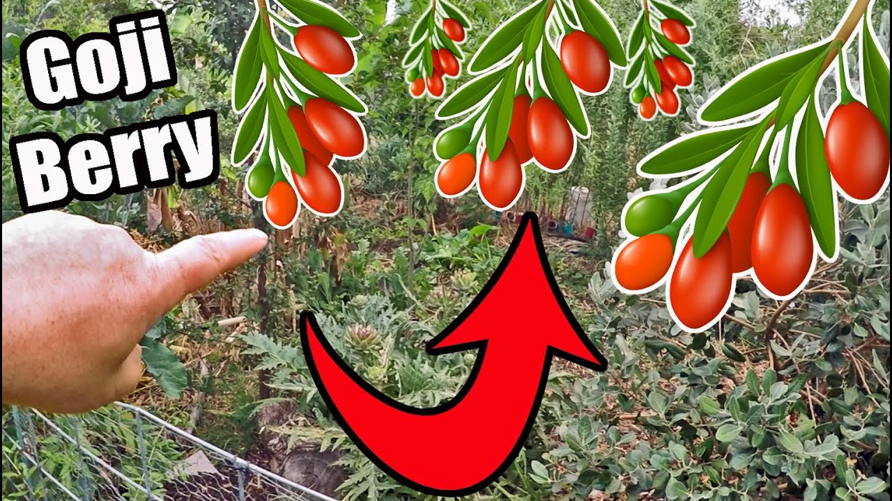 Важно! Если вы сажаете ягоды годжи в своём саду, не делайте этого!