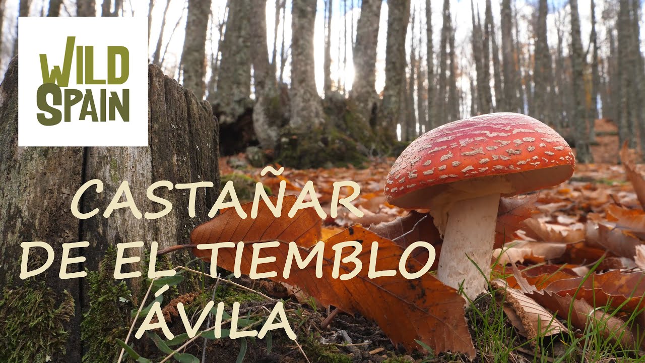 Wild Spain - Capítulo 49 - Castañar de El Tiemblo, Ávila.