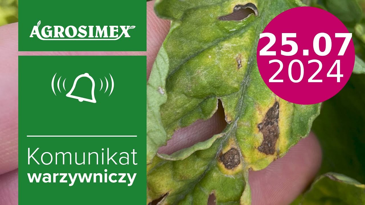 Jak zwalczać alternariozę na plantacjach pomidora gruntowego? - komunikat warzywniczy | Agrosimex
