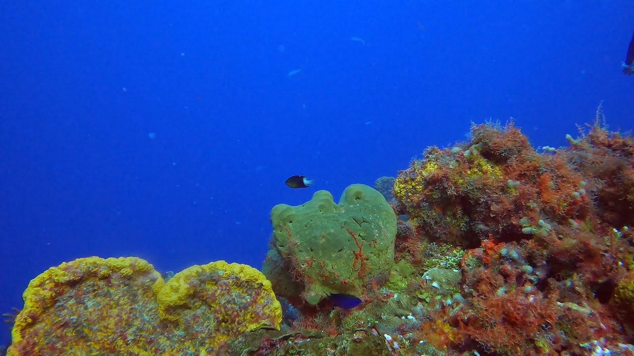 Come scuba dive with me(point of view dive) on the reefs of Cozumel, Mexico