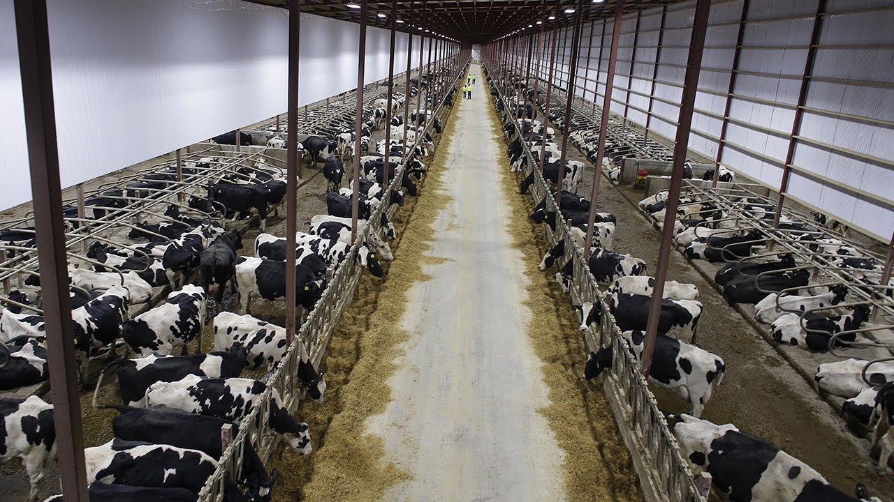 Modern Cow Breeding Farm Milion Dollars - Manure Vacuum System - Complete Milk Bottling Line