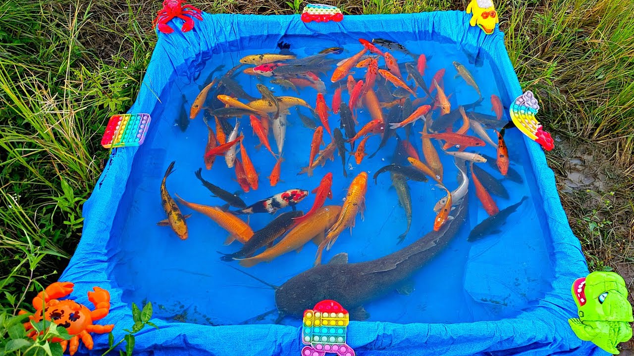 Menangkap ikan lele besar di kolam, ikan mas, ikan hias, ikan cupang, kura kura, bebek, angsa