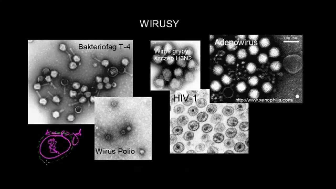 Wirusy