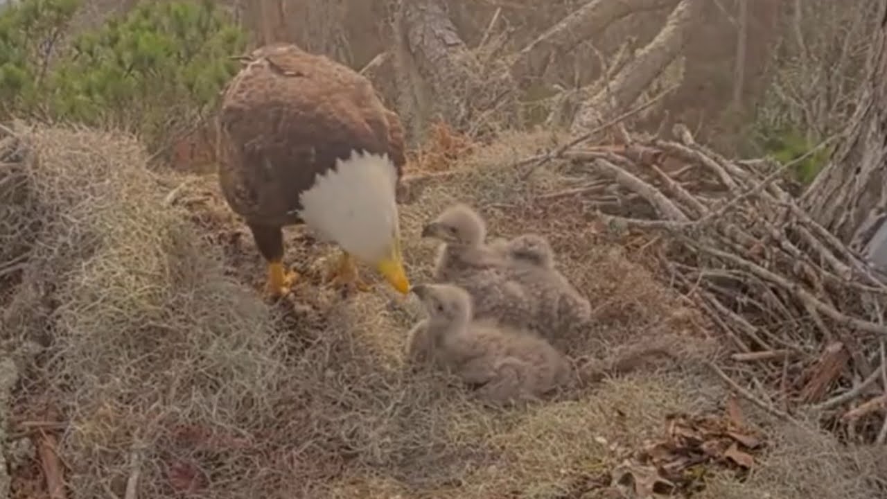 Eagles Mom feeding fish to both eaglets | Kisatchie National Forest E-3 | Feb 15, 286
