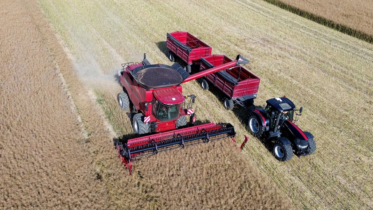 Zaczynamy Duże Żniwa 2024 -  Jedziemy W Rzepak 46 ha