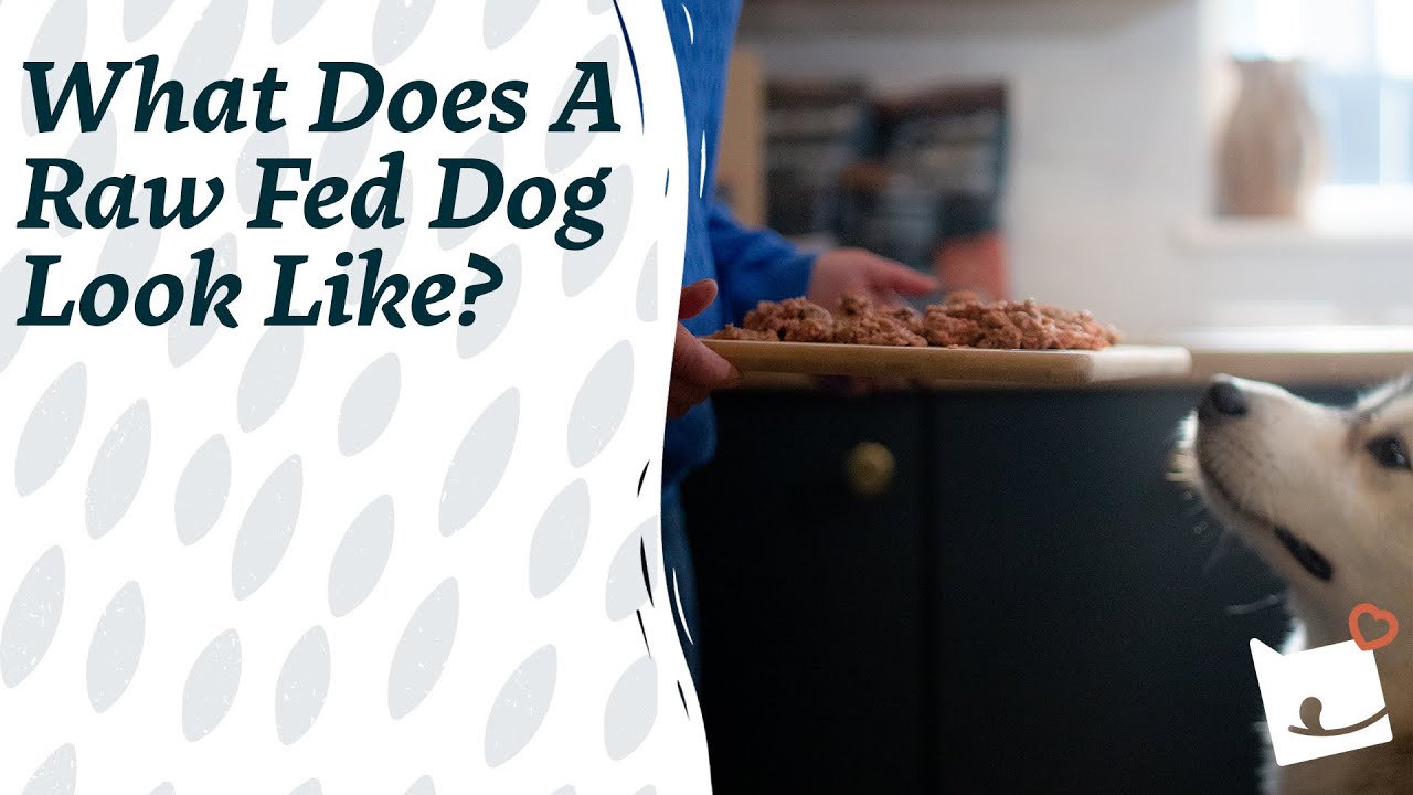 What Does A Raw Fed Dog Look Like | Community Spotlight