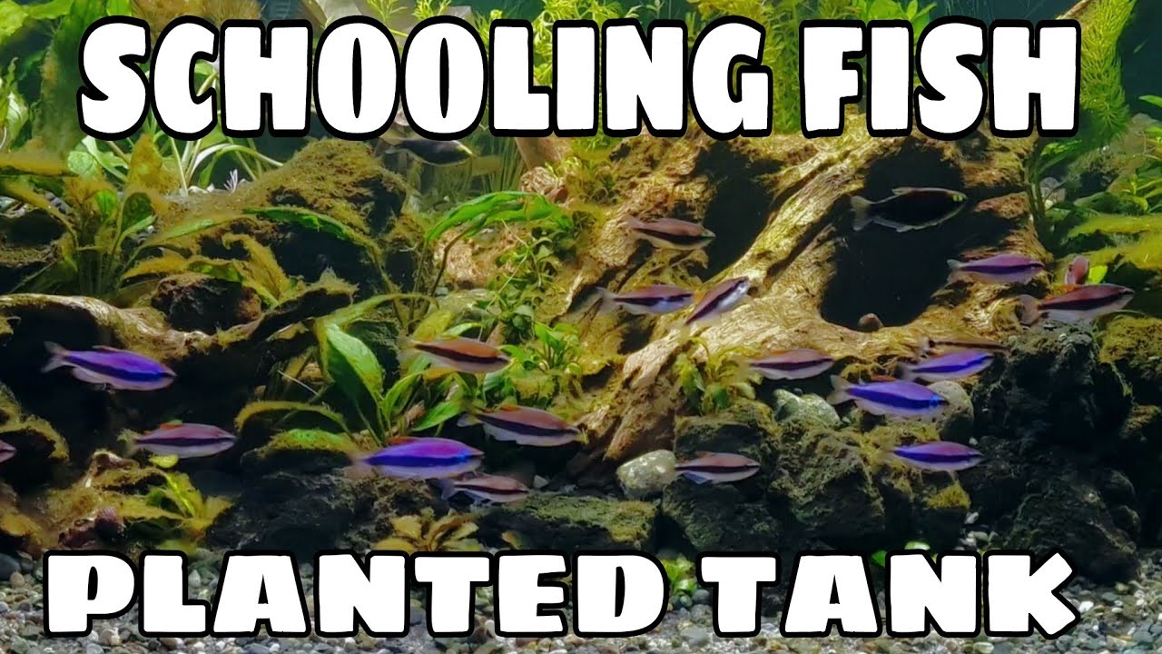 Blue Emperor Tetras Schooling in their new tank along with their tank mates.