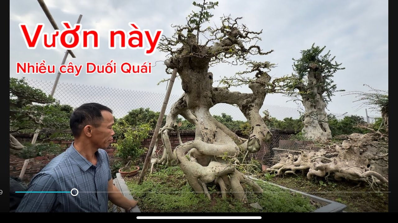 Vườn này rất nhiều Duối Quái kết nối và giao lưu 
