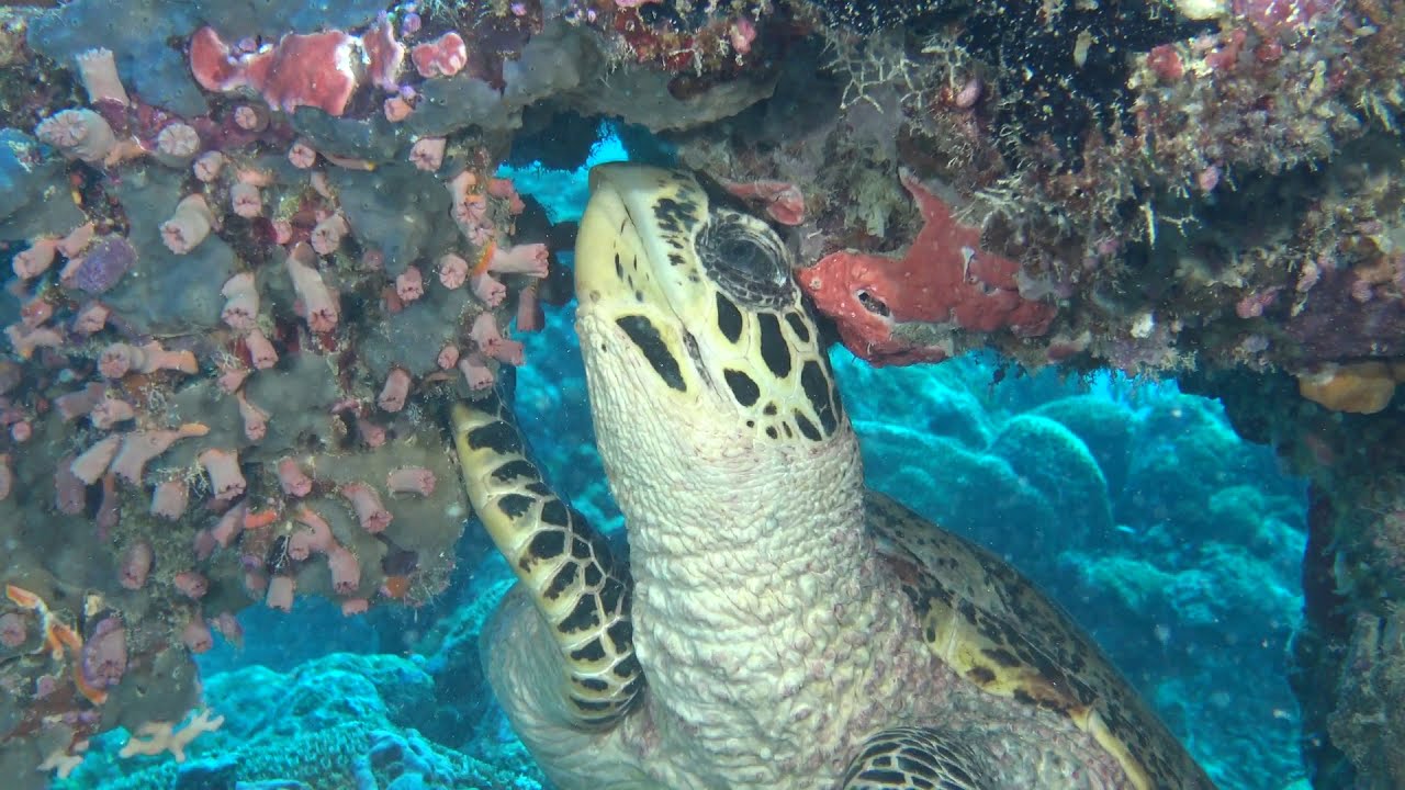 Hawks Bill Turtle Feeding