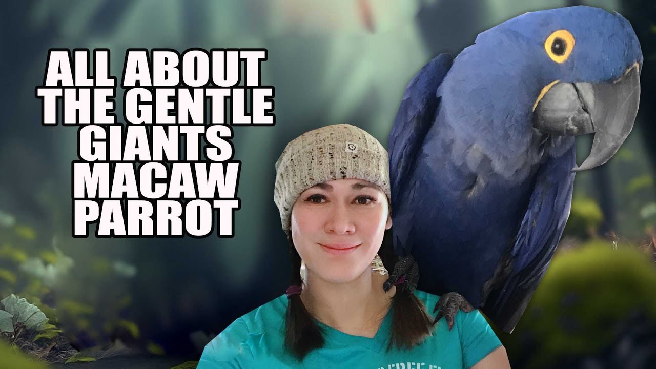 THE BIGGEST AND MOST EXPENSIVE PARROTS IN THE WORLD | Hyacinth Macaw