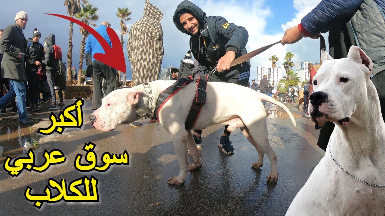 كلاب ضخمة للبيع 🐕 بسوق القريعة يوم الأحد تبارك الله 😍