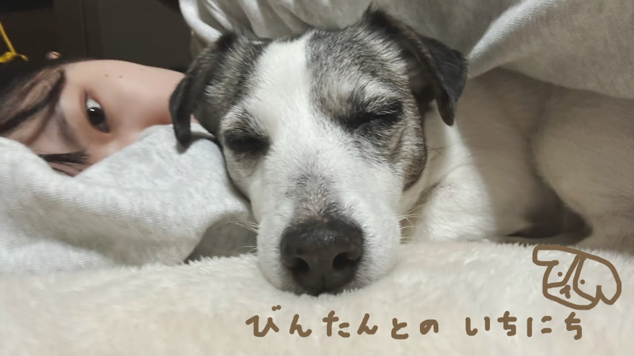 【vlog】12歳ジャックラッセルテリアと26歳会社員の仲良し休日🐶👩🏻🪴