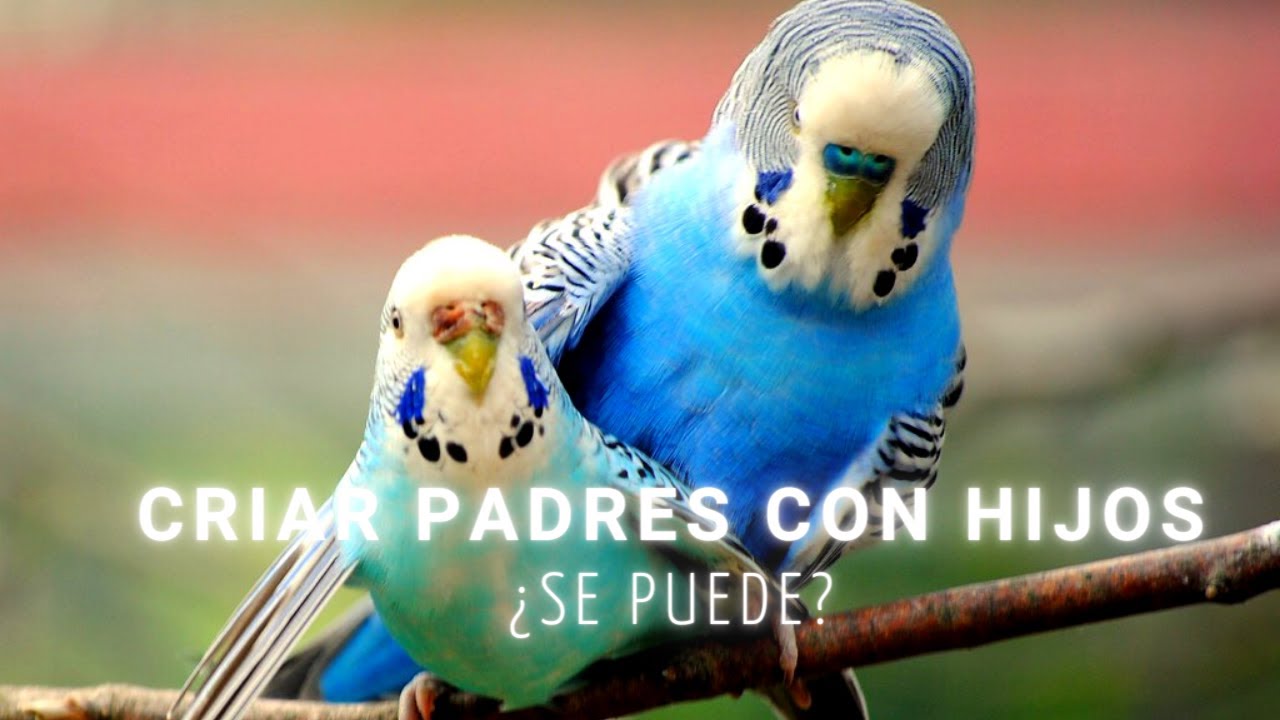 ¿Se pueden juntar periquitos que son hermanos?