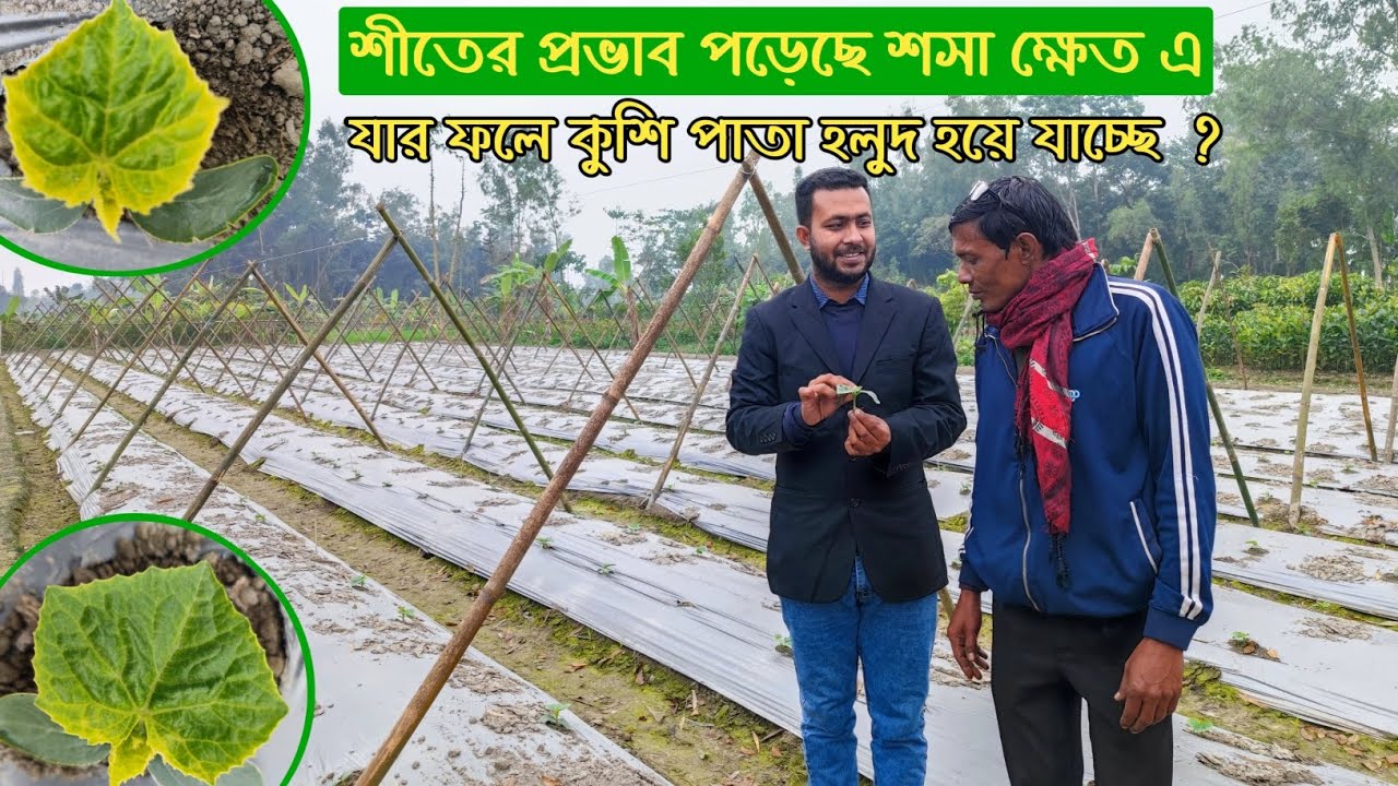 শীতের প্রভাবে শসার কচি পাতা হলুদ হয়ে যাচ্ছে?  তাহলে করনীয় কি? 
