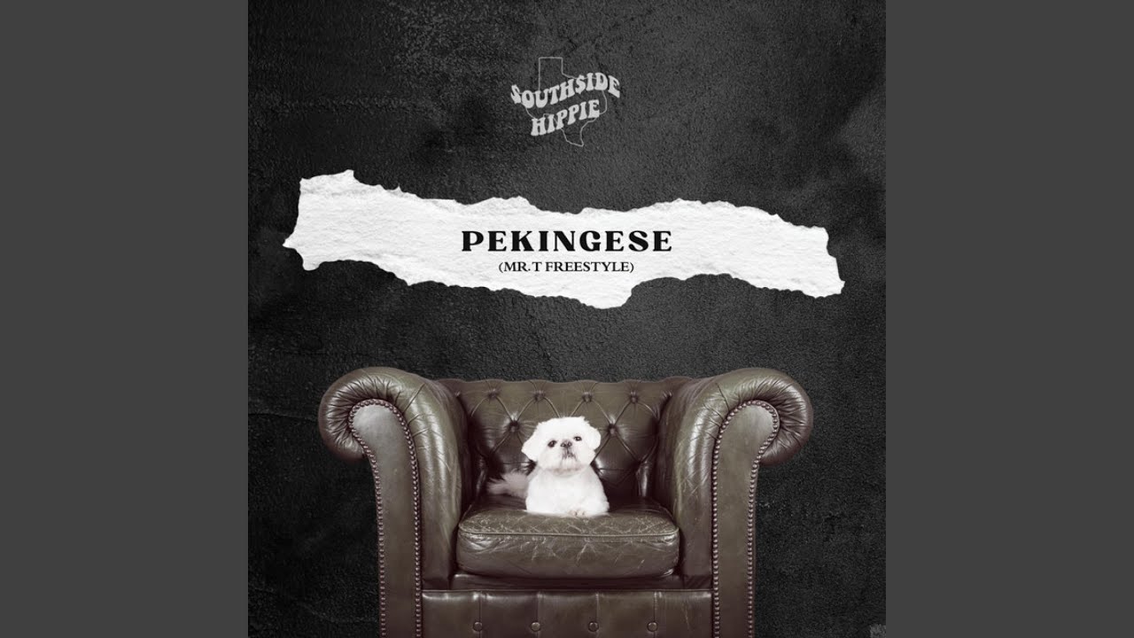 Pekingese ( Mr. T Freestyle)