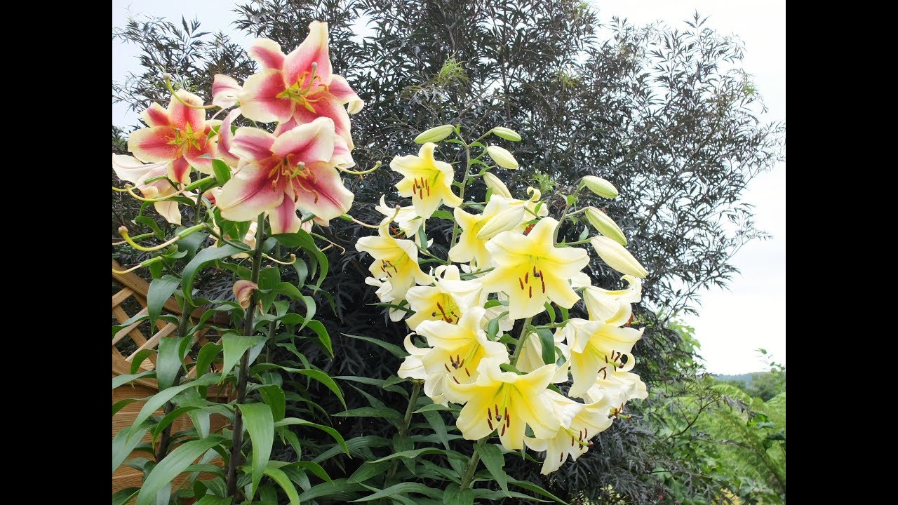 Time to reveal - successfull lily bulb propagation from scales