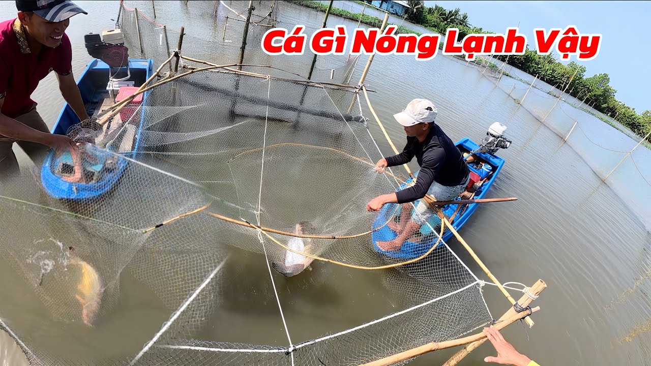 Nước Trong Lợp Khủng Lồ Chạy Quá Nhiều Cá Gần 30 Ký / Định Nguyễn Hậu Giang