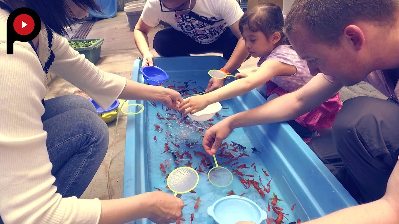 金魚坂 The Next Big Thing in Japan: Goldfish Café