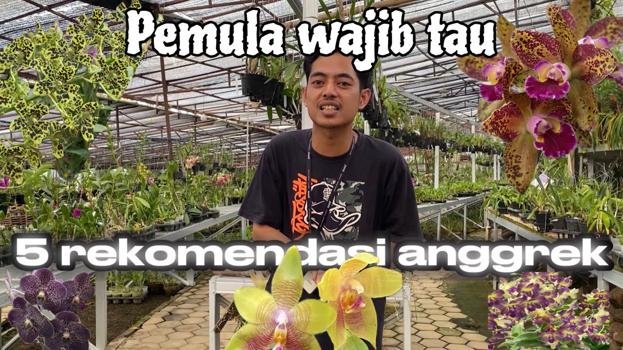 🌸 5 Rekomendasi Anggrek untuk Pemula | Cantik, Mudah Dirawat, dan Cepat Berbunga! 🌿