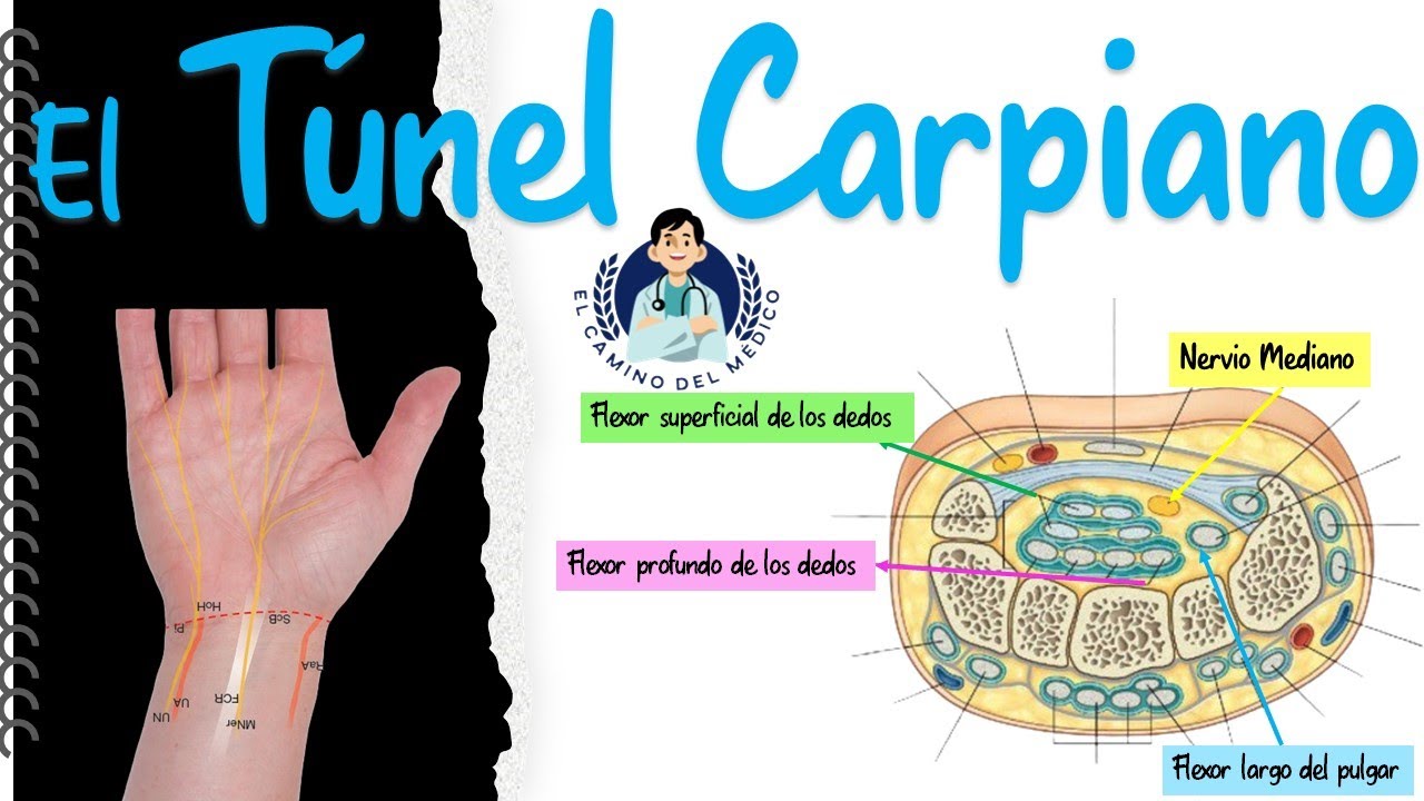 Túnel Carpiano o Canal del Carpo - Fácil y didáctico