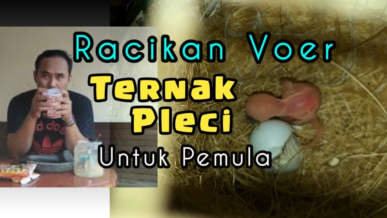 Racikan VOER Terbaik Untuk TERNAK Pleci