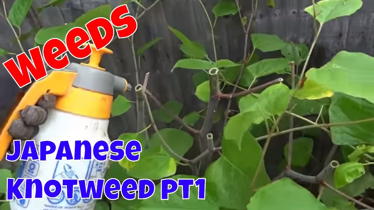 Treating Japanese Knotweed pt 1 - Weeds