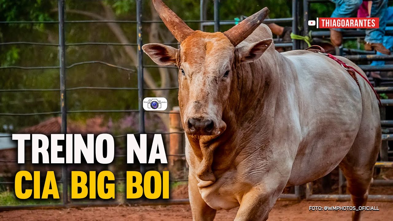 TREINO de RODEIO nos TOUROS da CIA BIG BOI