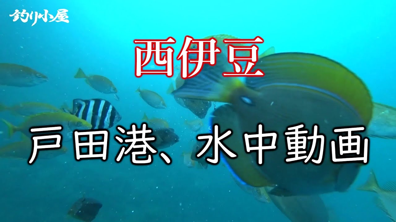 癒しの、水中動画・・・西伊豆　戸田 (へだ）港