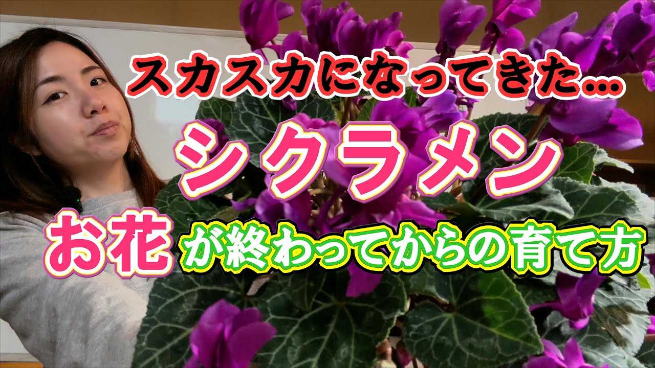 シクラメンの花が終わった後の育て方を教えます｜次も綺麗に咲かせる準備