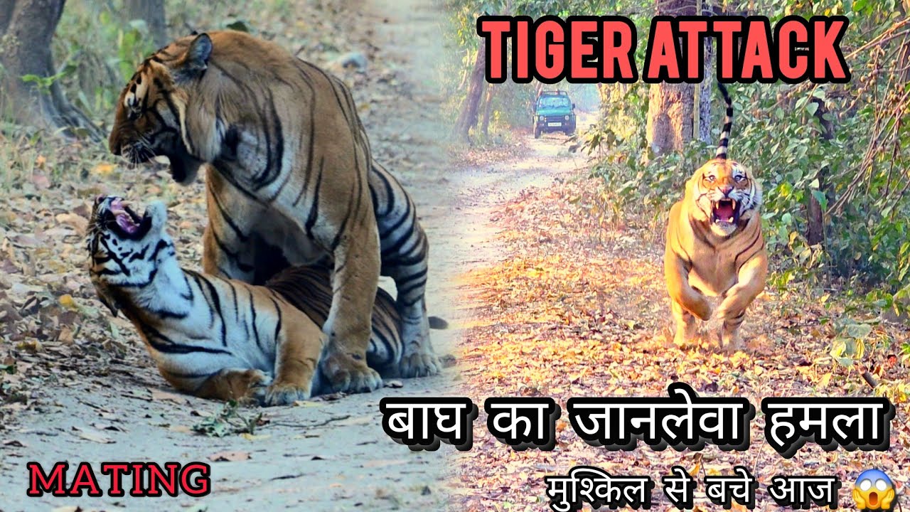 Pilibhit safari में tiger attack 🐅#tiger #pilibhit #angrytiger