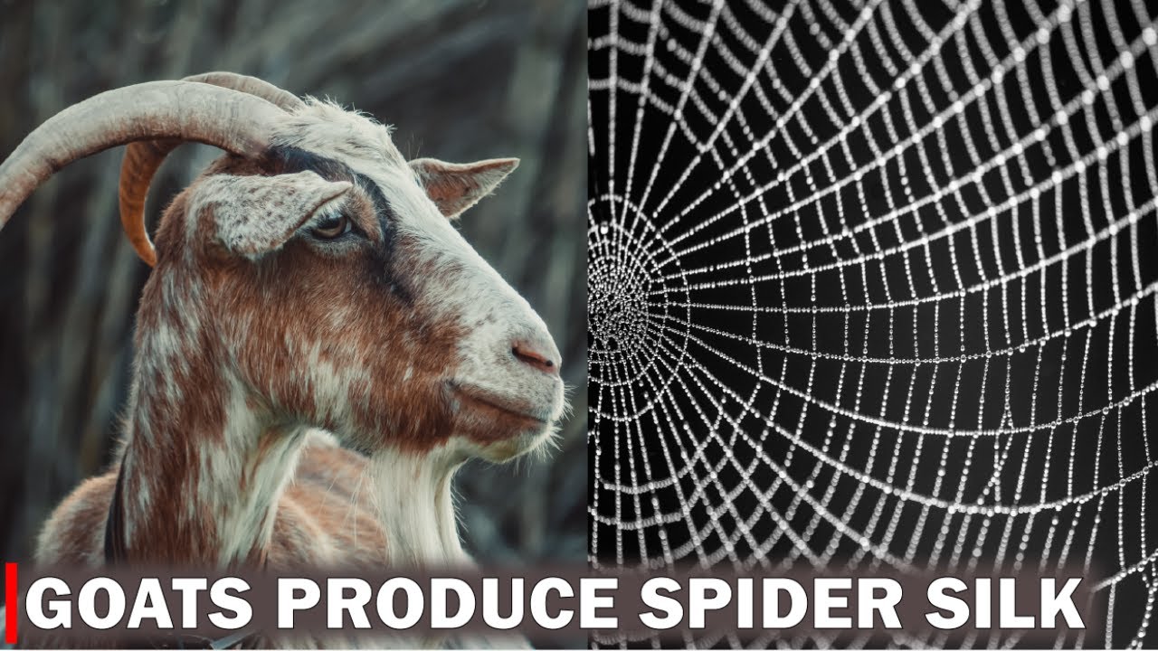 Scientists breed goats that produce spider silk