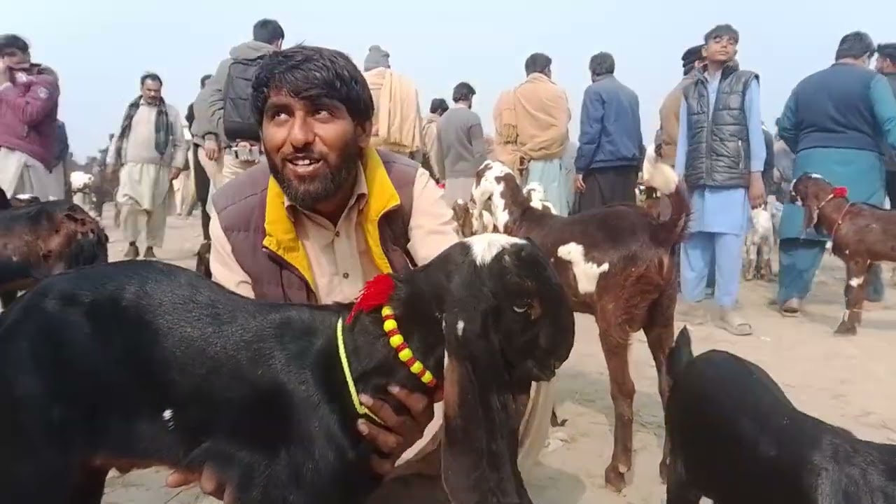 Sahiwal mande update 