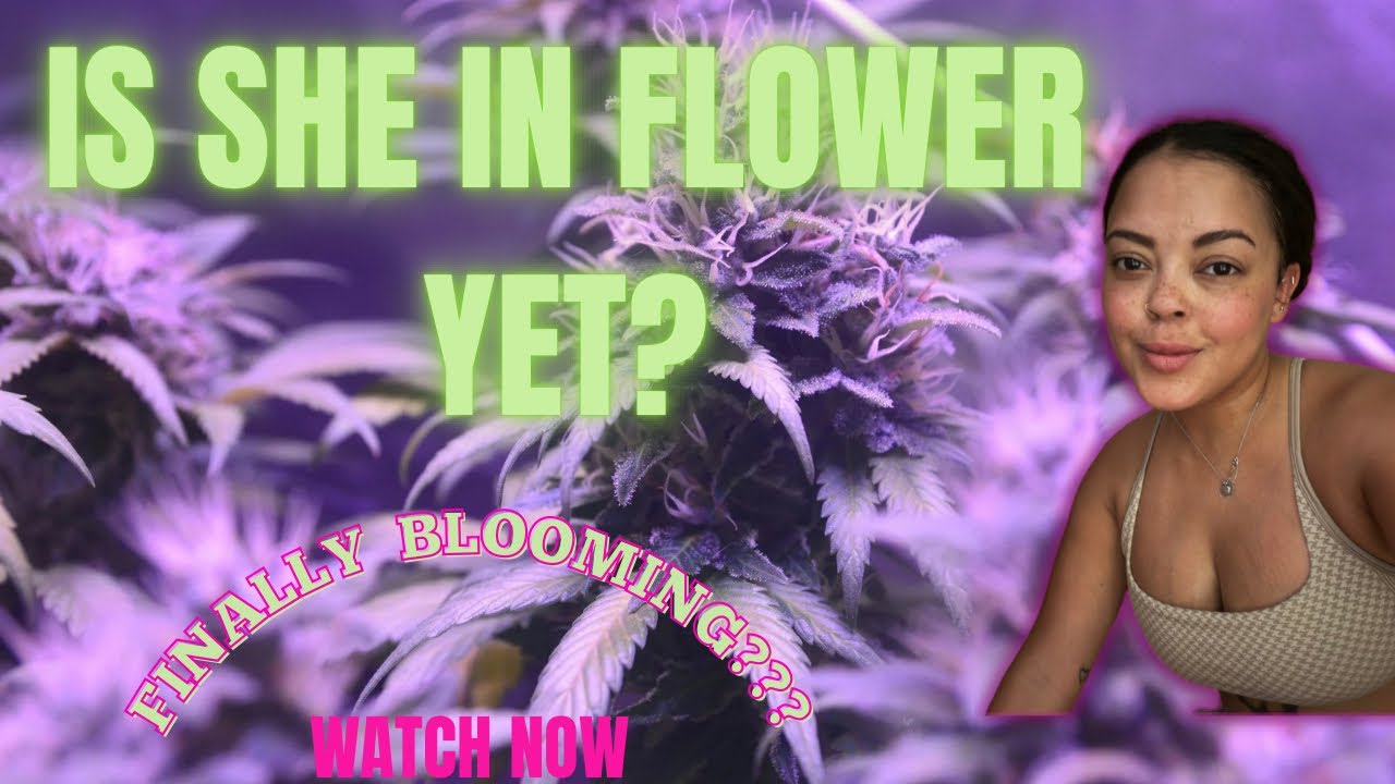 How to Tell If Your Autoflower is Flowering | Early Signs & What to Do Next
