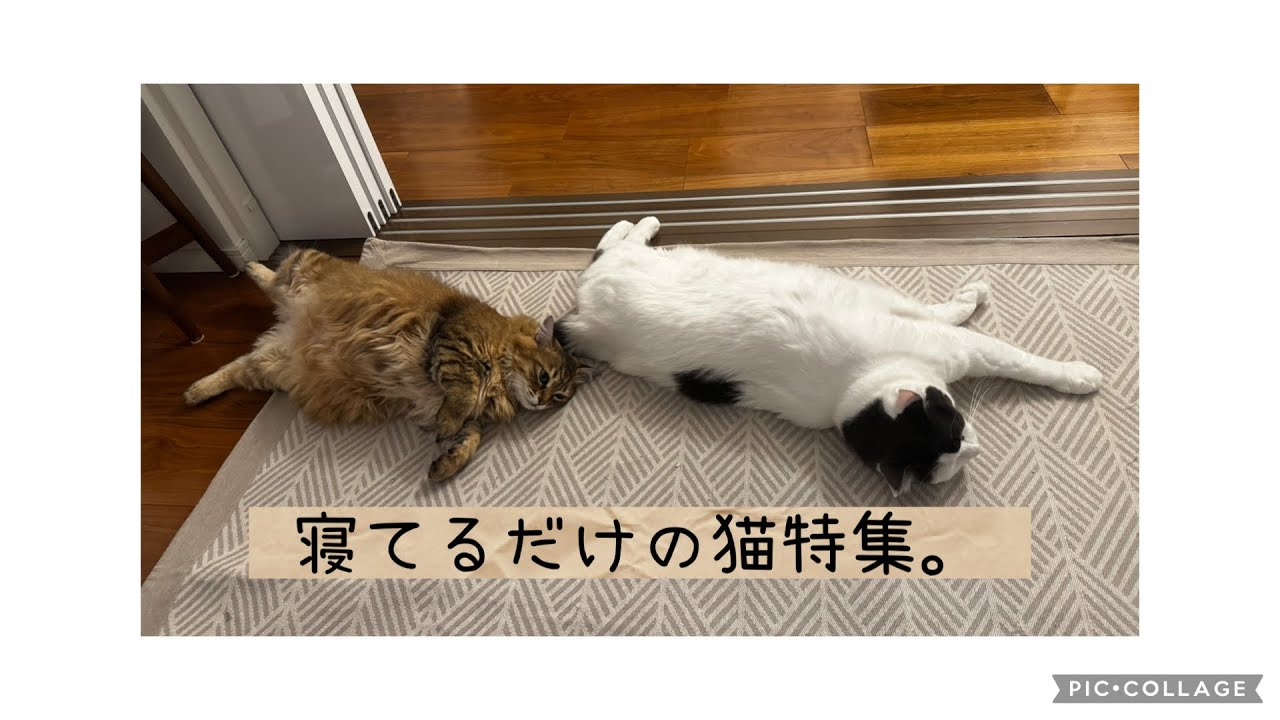 日曜ねこ劇場/Sunday Cat Theater 2/22