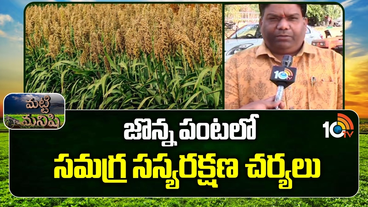Integrated Pest Management in Sorghum Crop | జొన్న పంటలో సమగ్ర సస్యరక్షణ చర్యలు | Matti Manishi
