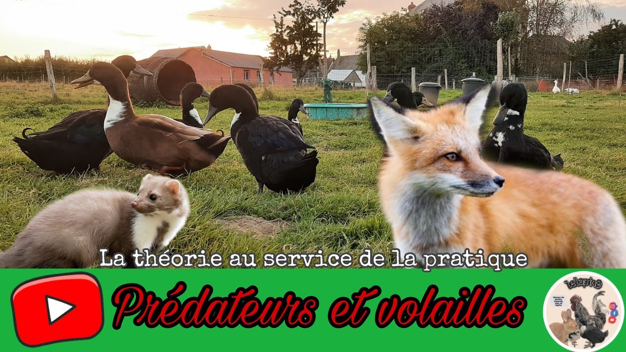 Protéger ses volailles(poules entre autres) face aux prédateurs