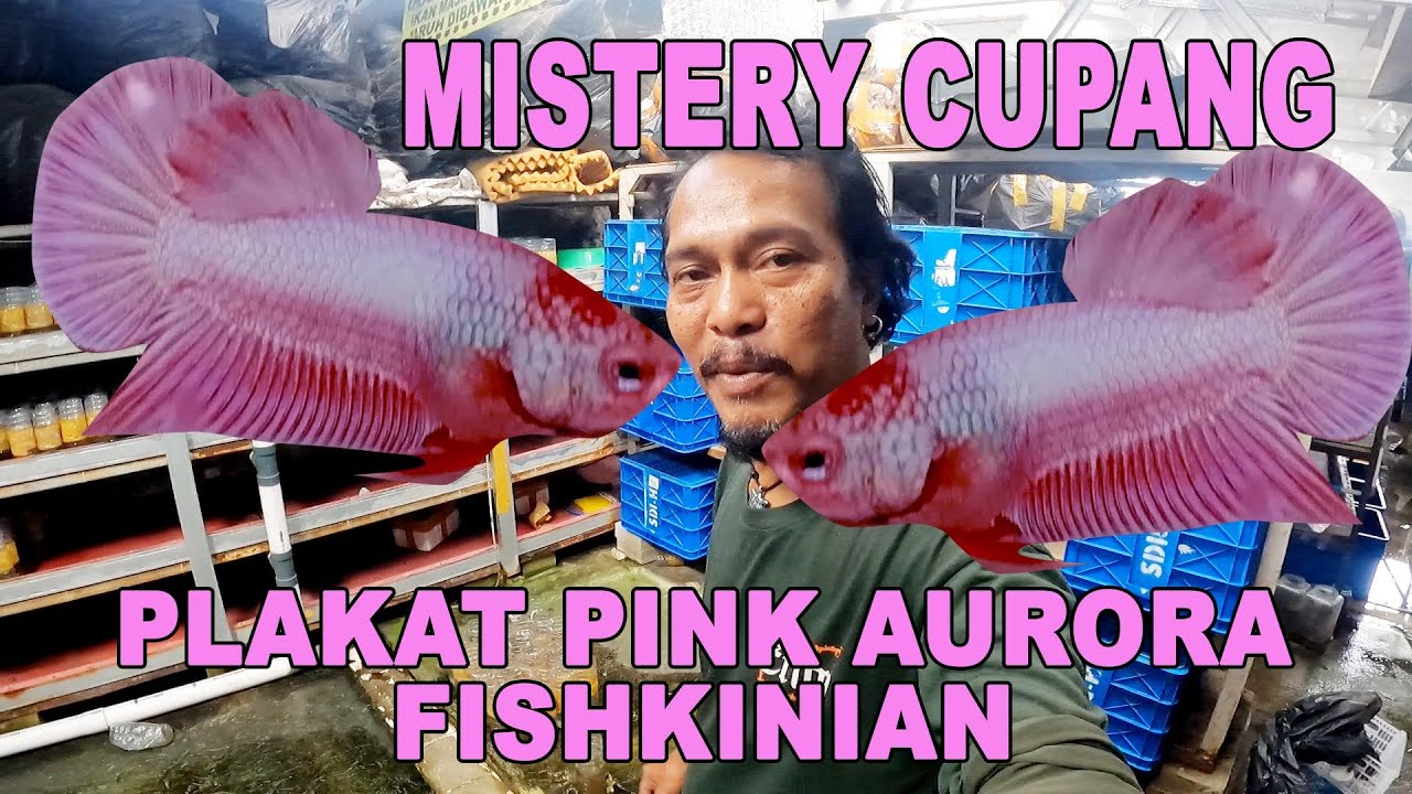 MISTERY IKAN CUPANG PLAKAT PINK AURORA FISHKINIAN