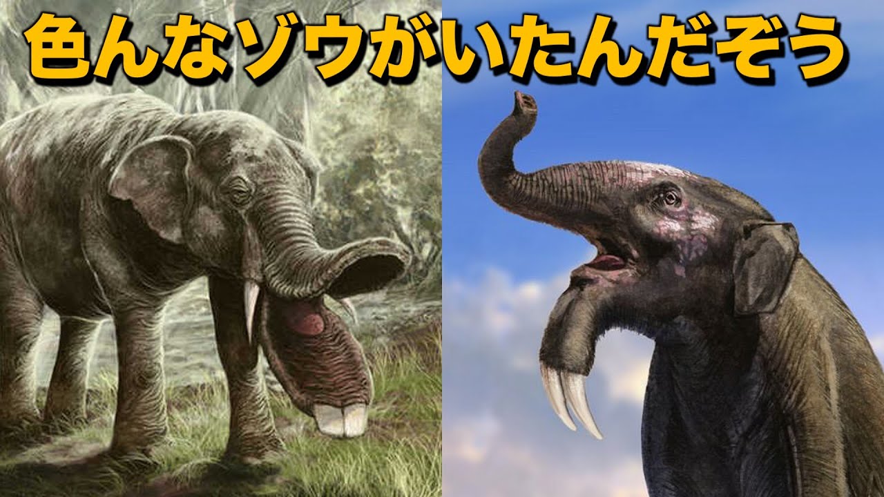 ゾウの起源と進化｜なぜ巨大化したの？なぜ鼻が長くなったの？
